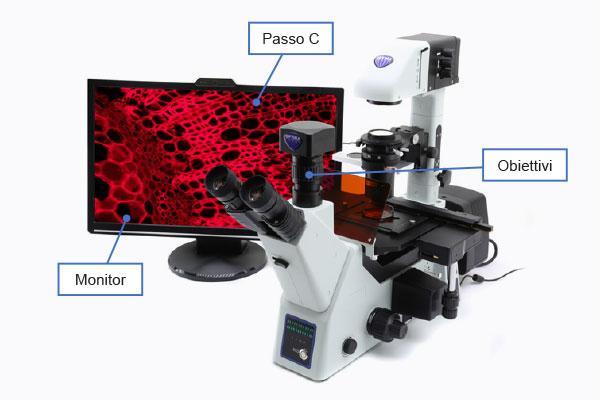 Come sappiamo l’ingrandimento totale di un microscopio si ottiene calcolando il prodotto del valore di ingrandimento dell’obiettivo in uso con il valore degli oculari...