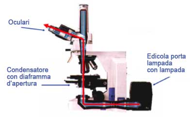 osservazioni microscopia ottica Sintak