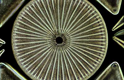 osservazioni microscopia ottica Sintak