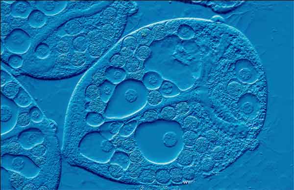 osservazioni microscopia ottica Sintak DIC